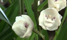 Atractivo panameo Flor del Espritu Santo