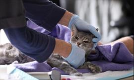 Graban por primera vez a los gatitos salvajes del desierto