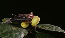 Gran Da Mundial de Observacin de Aves
