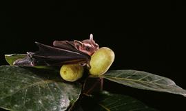 Cielos panameos sern escenarios del vuelo de millones de aves