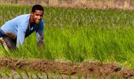 Unifican criterios para la produccin de arroz