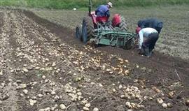 Proyecto germoplasma busca conservar las frutas en el campo panameo