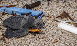 Festival Abierto y Tortuguas realizan limpieza de playa en Punta Chame