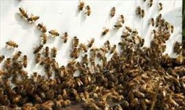 Enjambre de abejas africanizadas en Cativ y Buena Vista