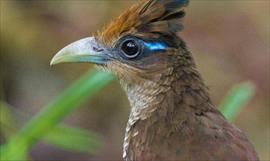 Panam se prepara el conteo anual de aves