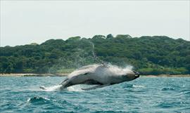 Pacfico Panameo recibe a las ballenas jorobadas