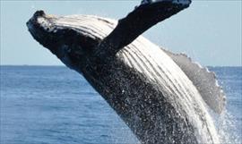Pacfico Panameo recibe a las ballenas jorobadas
