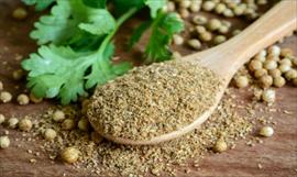 Semillas de cilantro, conoce sus propiedades medicinales