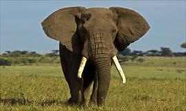 Esto es lo que pesa y mide los colmillos de los elefantes kenianos