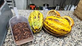Poblacin indgena vive mejor gracias al consumo de cacao