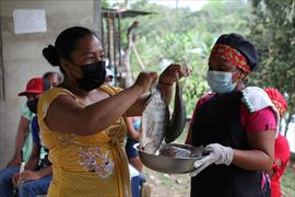 MIDA busca suplir demanda de peces tilapia