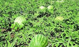 El Ministerio de Desarrollo Agropecuario impulsa ganadera sostenible en Panam