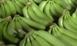 Del Monte iniciar en el 2018 la siembra de banano en Chiriqu