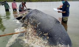 Enorme ballena aparece en las playas de Filipinas y no podrs creer lo que encontraron en su interior