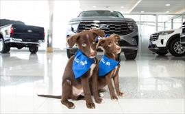 Ford colaborar� con la comunidad gamer para crear un nuevo modelo de coche de competici�n digital