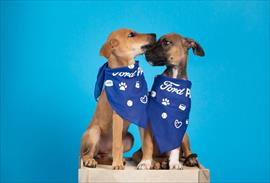 W Panama y Royal Canin Panamá anuncian alianza que beneficiará a viajeros con perritos