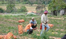 Productores agrcolas de Tierras Altas se manifiestan en contra de la importacin de cebolla