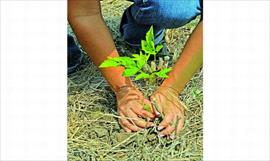 Plantaciones de rboles en Camino de Cruces