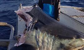 Sabas que el tiburn mako es el animal ms rpido del ocano?