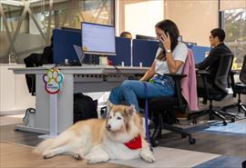 Los colaboradores de Nestlé en Panamá llevan sus mascotas a la  oficina con el programa “Pets at Work” de Purina