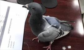 Premonicin? La paloma blanca del Papa es atacada por feroz gaviota