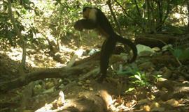 Analizan los trabajos en el Parque Nacional Coiba