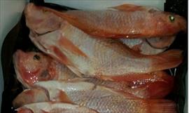 Panam tiene un alto consumo de pescado