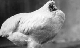 La increble historia del pollo que vivi 18 meses sin cabeza