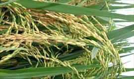 Más de 6 millones de quintales de arroz han sido cosechados