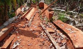 Plantaciones de árboles en Camino de Cruces