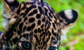 Panam celebra el Da Internacional del Jaguar con los resultados del primer Censo Jaguar