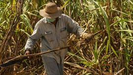 Varela Hermanos apuesta al desarrollo del agro y realiza su primera cosecha de arroz