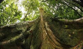 Reforesta por Panam este 24 de junio