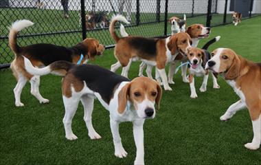 M�s de 150 Beagles se tomar�n el Parque Omar en la mayor Juntada de Beagles de Panam�