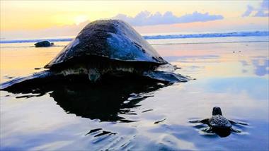 Panam es un santuario natural y refugio clave para la conservacin de las tortugas marinas